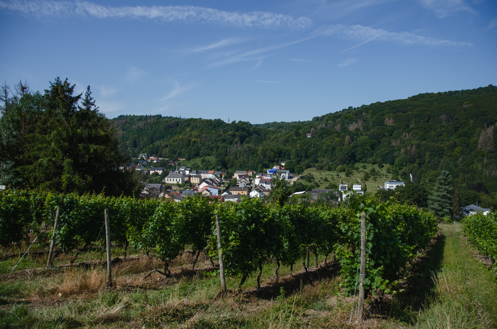 Weinberg Weingut Bamberg Metzdorf