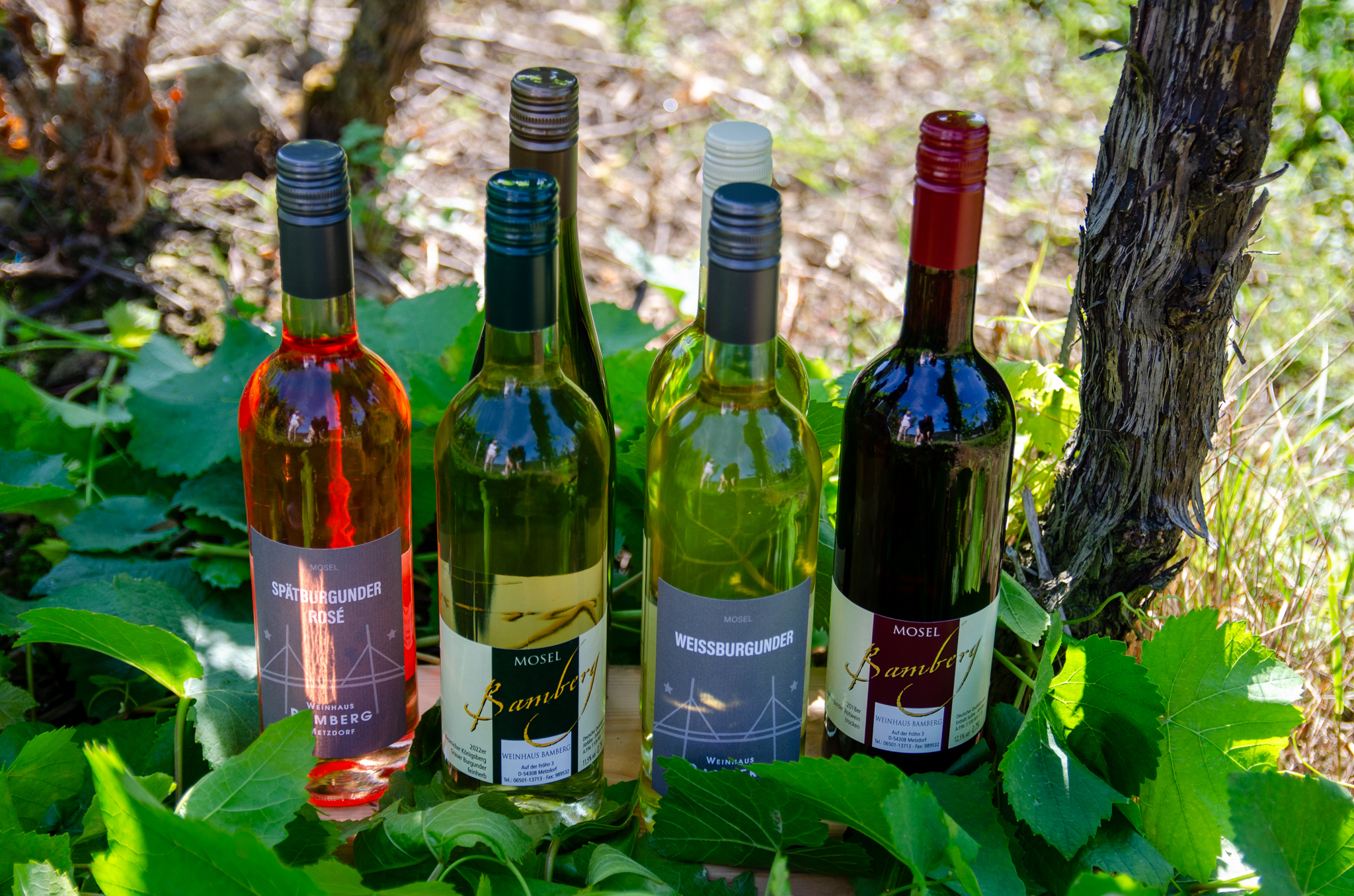 Wein-Probierpaket Weißwein Rosé Rotwein Weingut Bamberg Metzdorf